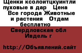 Щенки ксолоитцкуинтли пуховые в дар › Цена ­ 1 - Все города Животные и растения » Отдам бесплатно   . Свердловская обл.,Ивдель г.